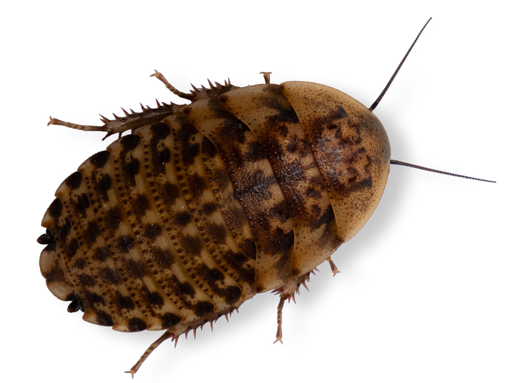 Discoid Roaches FREE SHIPPING