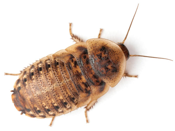 Zook Insect Shop All - Premium Feeder Insects & Pet Products | MorphMarket
