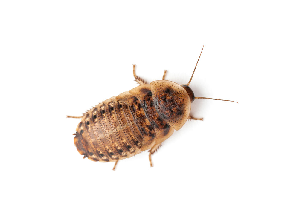 Medium 3/4" Dubia FREE SHIPPING dubia roaches DubiaRoaches.com 