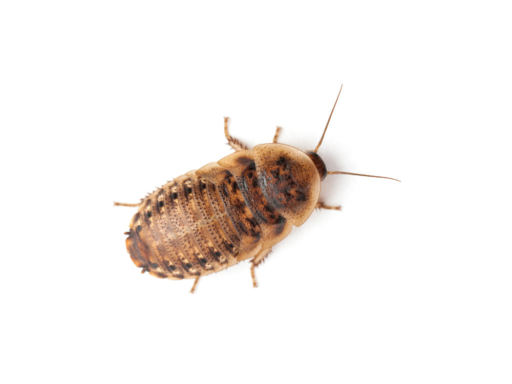 Medium 5/8" Dubia FREE SHIPPING dubia roaches DubiaRoaches.com 