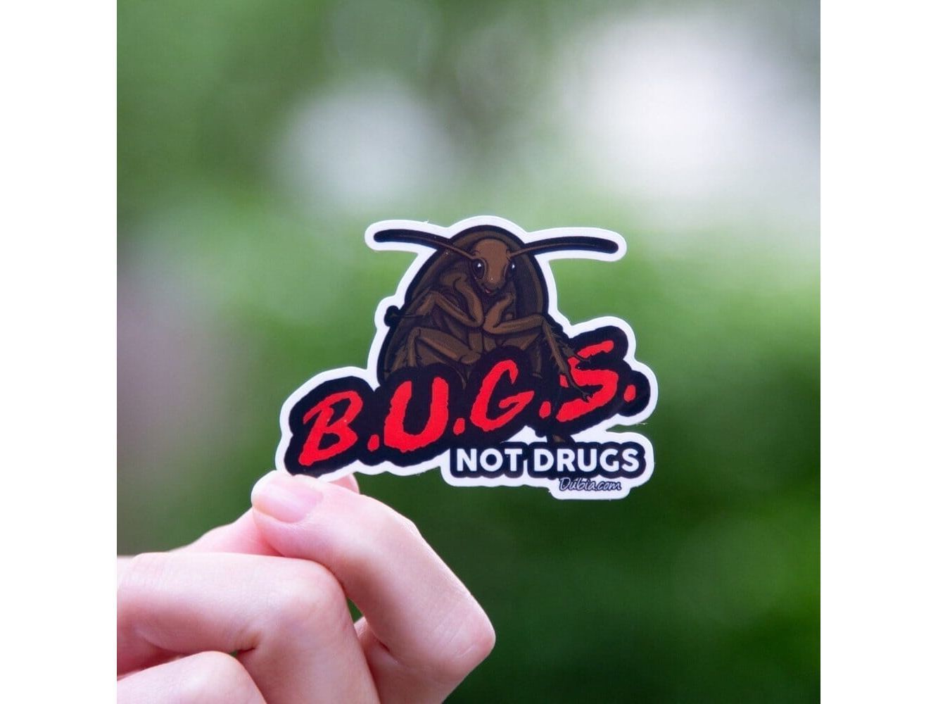 Bugs Not Drugs sticker Sticker Dubia.com Small