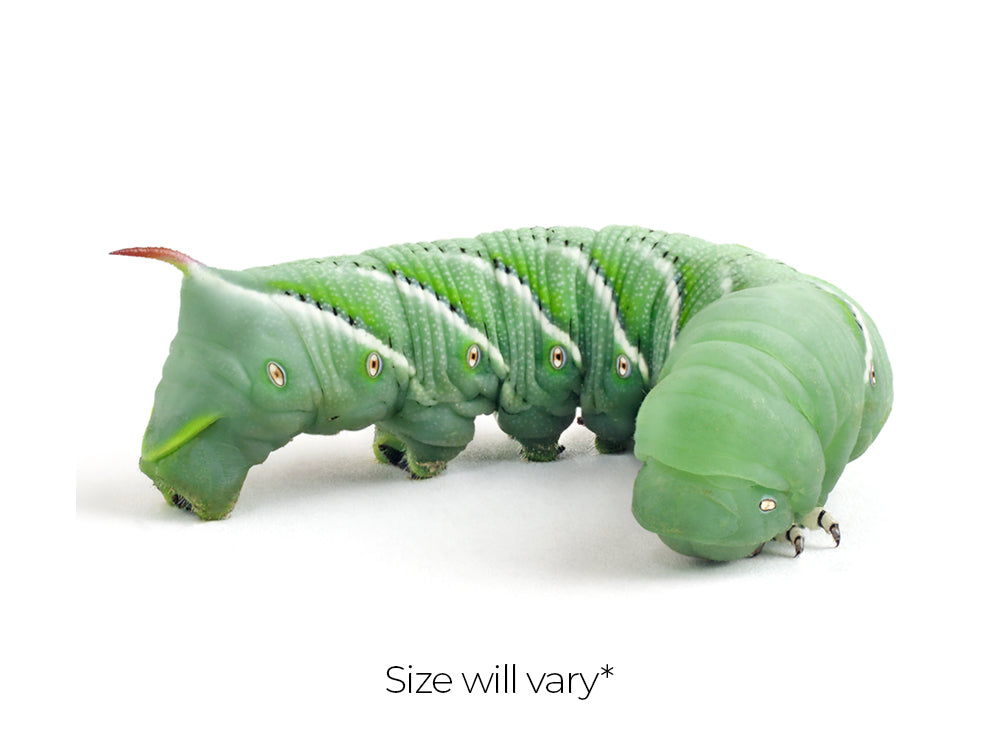 Medium Hornworms FREE SHIPPING hornworms DubiaRoaches.com 