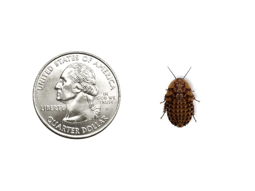 Discoid Roaches - MorphMarket Member Special - FedEx only