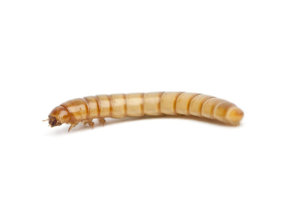 Shop All - Premium Feeder Insects & Pet Products | MorphMarket