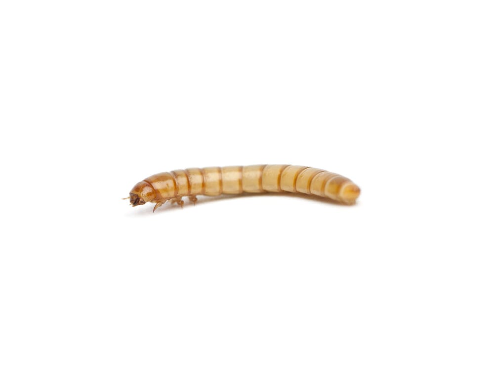 Mini Mealworms