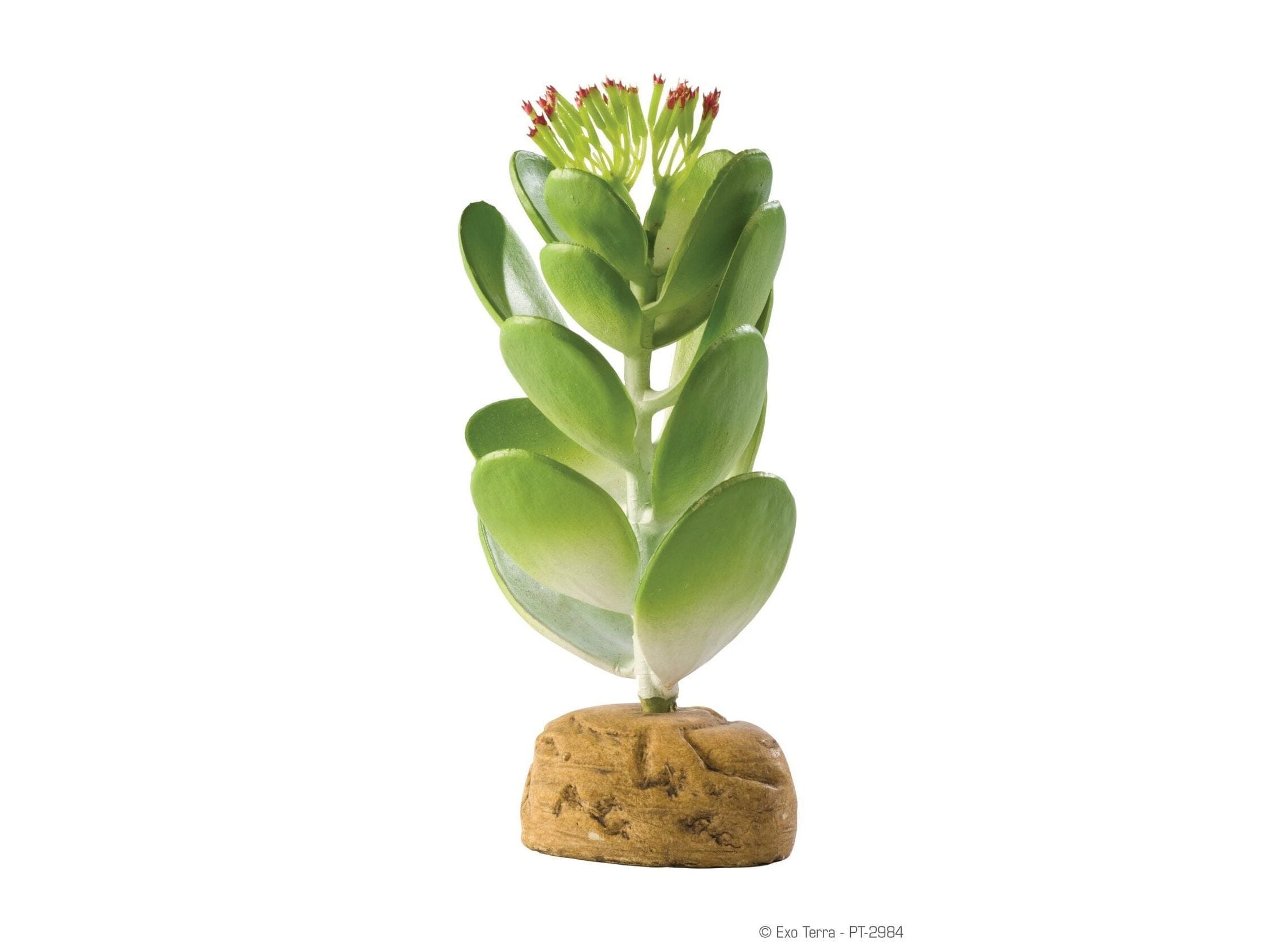 Exo Terra Jade Cactus Exo Terra