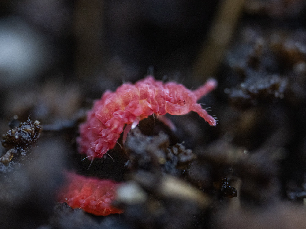 Thai Red Springtails 10ct. (Lobella sp.) RPG 