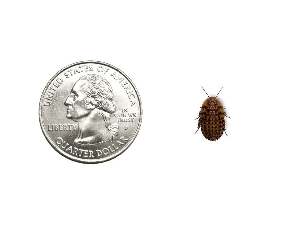 Discoid Roaches - MorphMarket Member Special - FedEx only