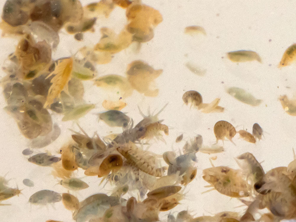 Live Scuds (Hyalella azteca) Aquatic Diet Dubia.com