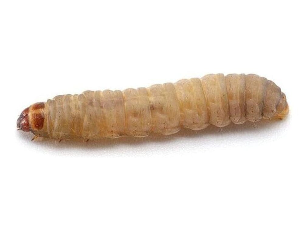 Waxworms waxworms DubiaRoaches.com 