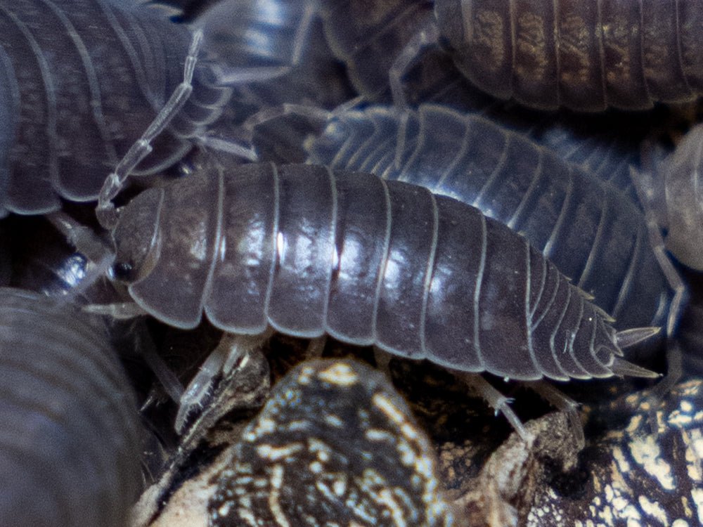 "Wild Type" Isopod (Porcellio Leavis) 10ct Reptile & Amphibian Supplies RPG 