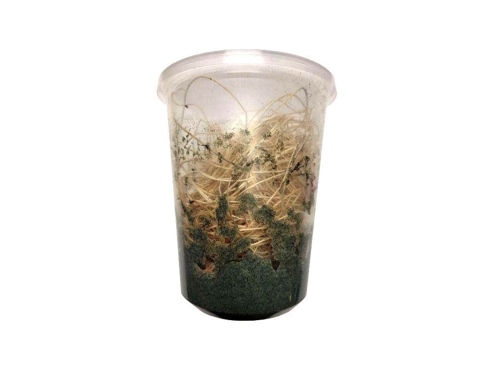 Fruit Flies - Wingless Melanogaster Culture DubiaRoaches.com 