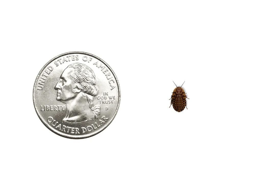 Discoid Roaches FREE SHIPPING dubia roaches DubiaRoaches.com Extra Small 1/4" 25