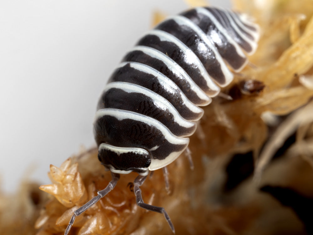 "Zebra" isopods (Armadillidium maculatum)
