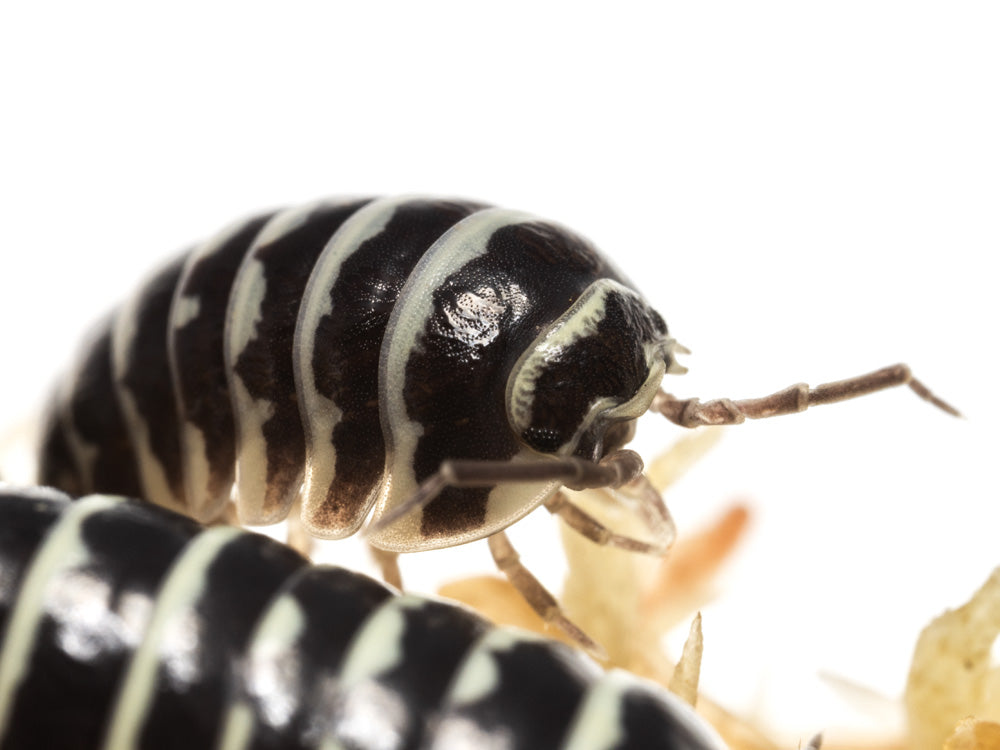 "Zebra" isopods (Armadillidium maculatum)