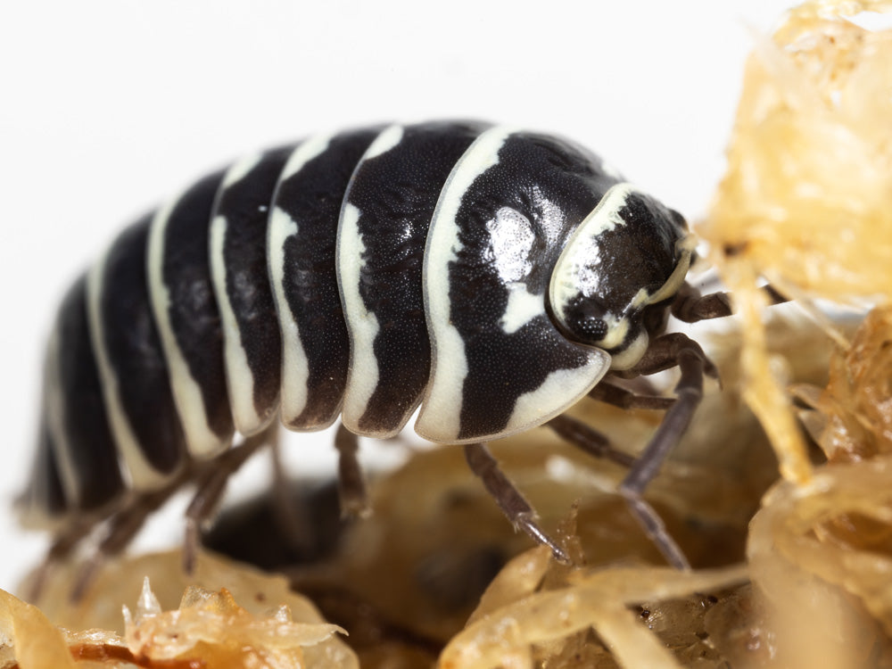 "Zebra" isopods (Armadillidium maculatum)