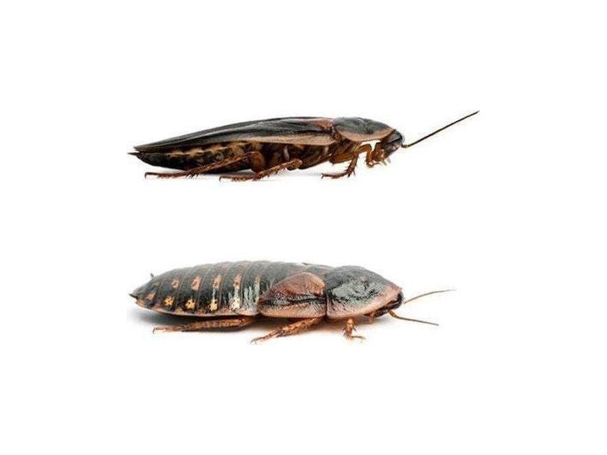 Adult Dubia Pairs dubia roaches DubiaRoaches.com