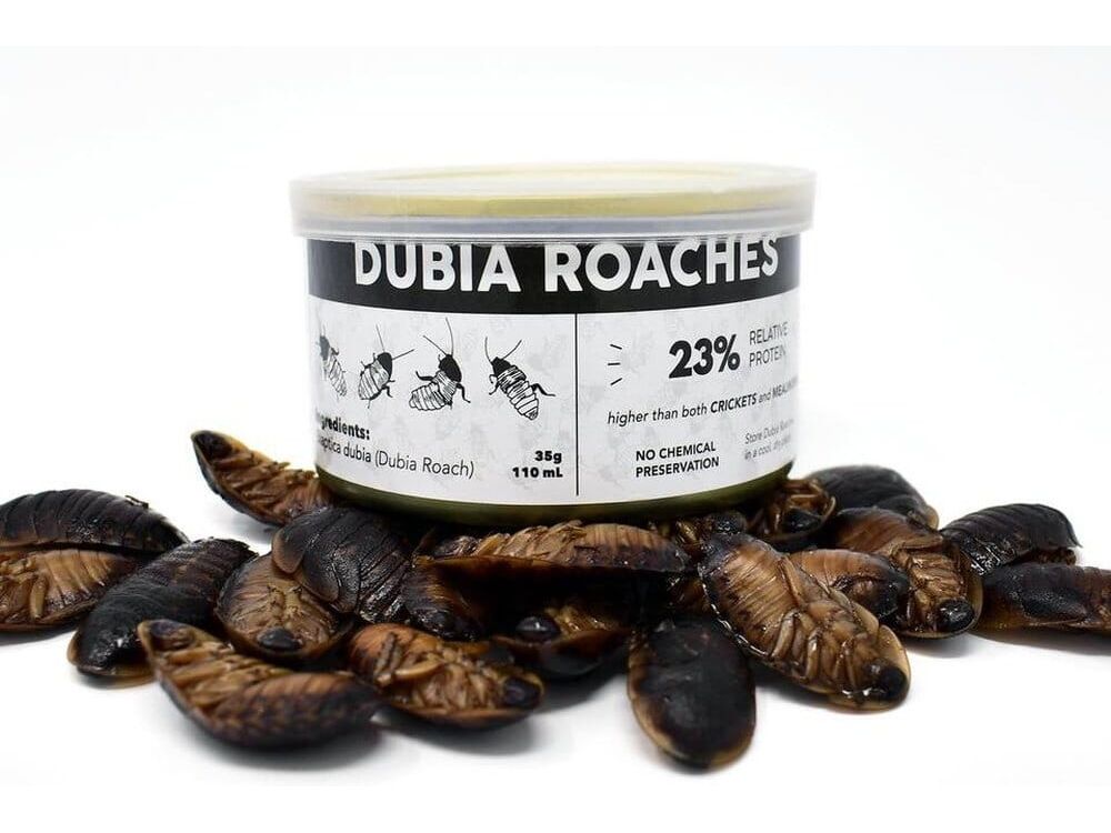 Canned Dubia dubia roaches DubiaRoaches.com