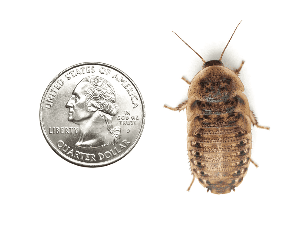 Extra Large 1.25" Dubia FREE SHIPPING dubia roaches DubiaRoaches.com