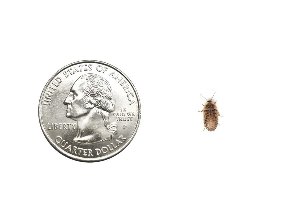 Extra Small 1/4" Dubia dubia roaches DubiaRoaches.com