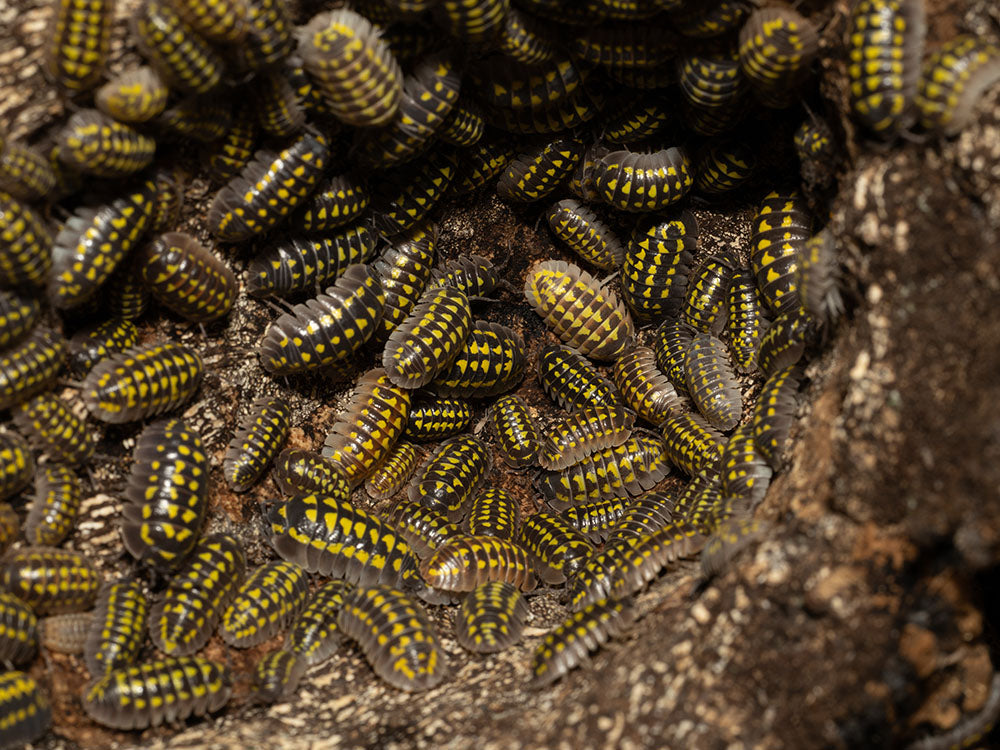 "High Yellow Spotted Giant" isopods Armadillidium Gestroi
