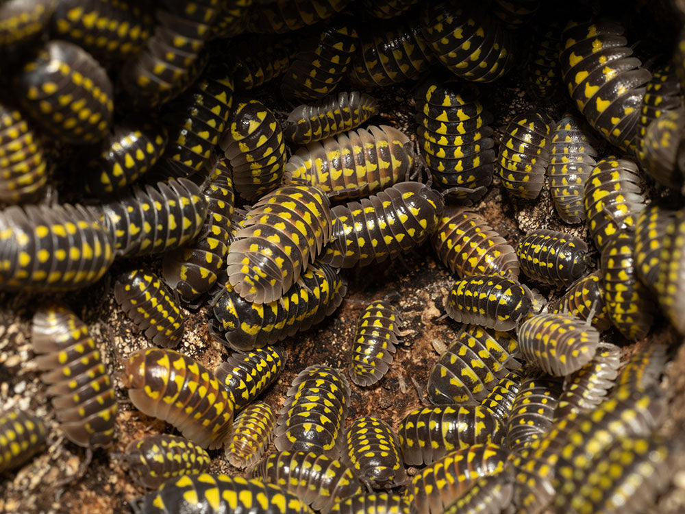 "High Yellow Spotted Giant" isopods Armadillidium Gestroi