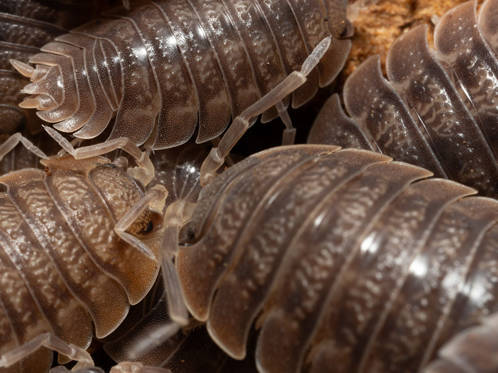 Giant Canyon Isopods (Porcellio dilatatus) RPG