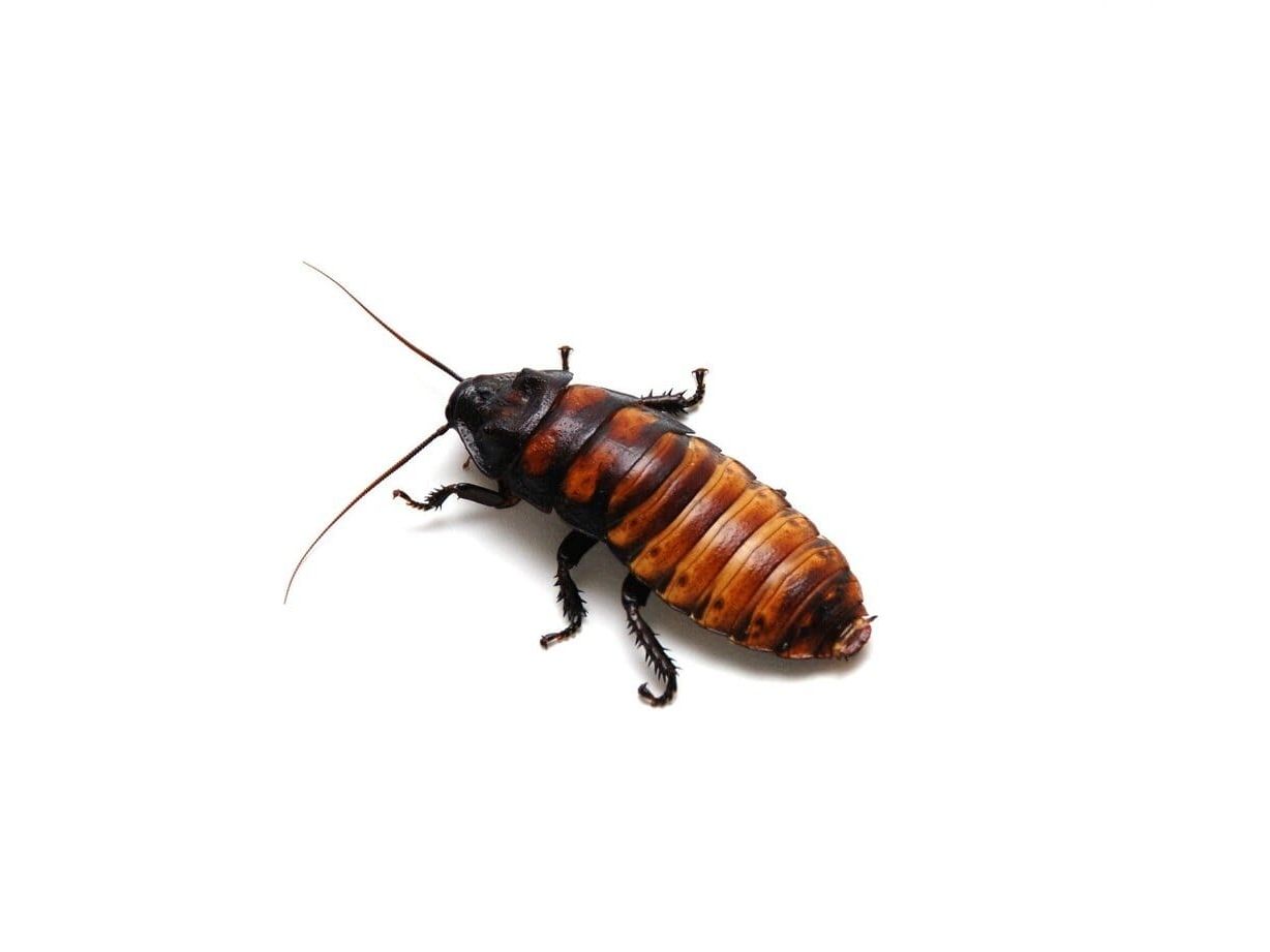 Adult Female Madagascar Hissing Cockroach Reptile & Amphibian Food DubiaRoaches.com
