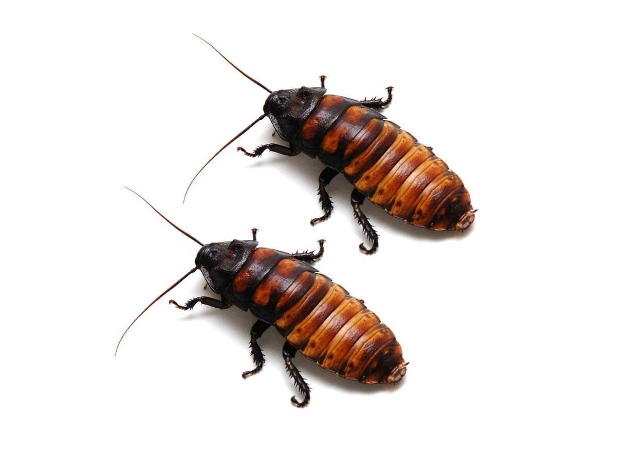 Madagascar Hissing Cockroach Adult Pairs DubiaRoaches.com