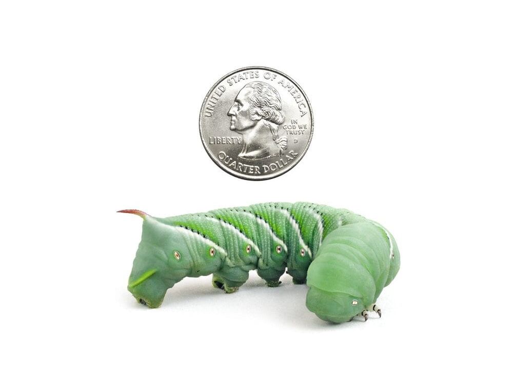 Large Hornworms hornworms DubiaRoaches.com