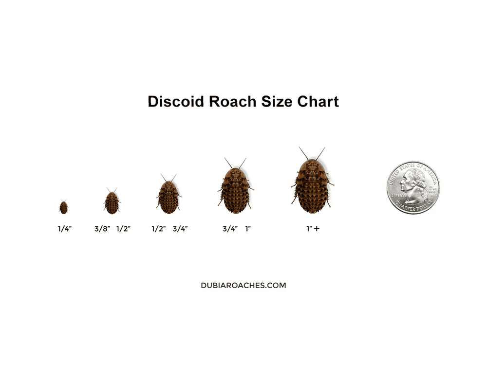 Discoid Roaches - MorphMarket Member Special - FedEx only
