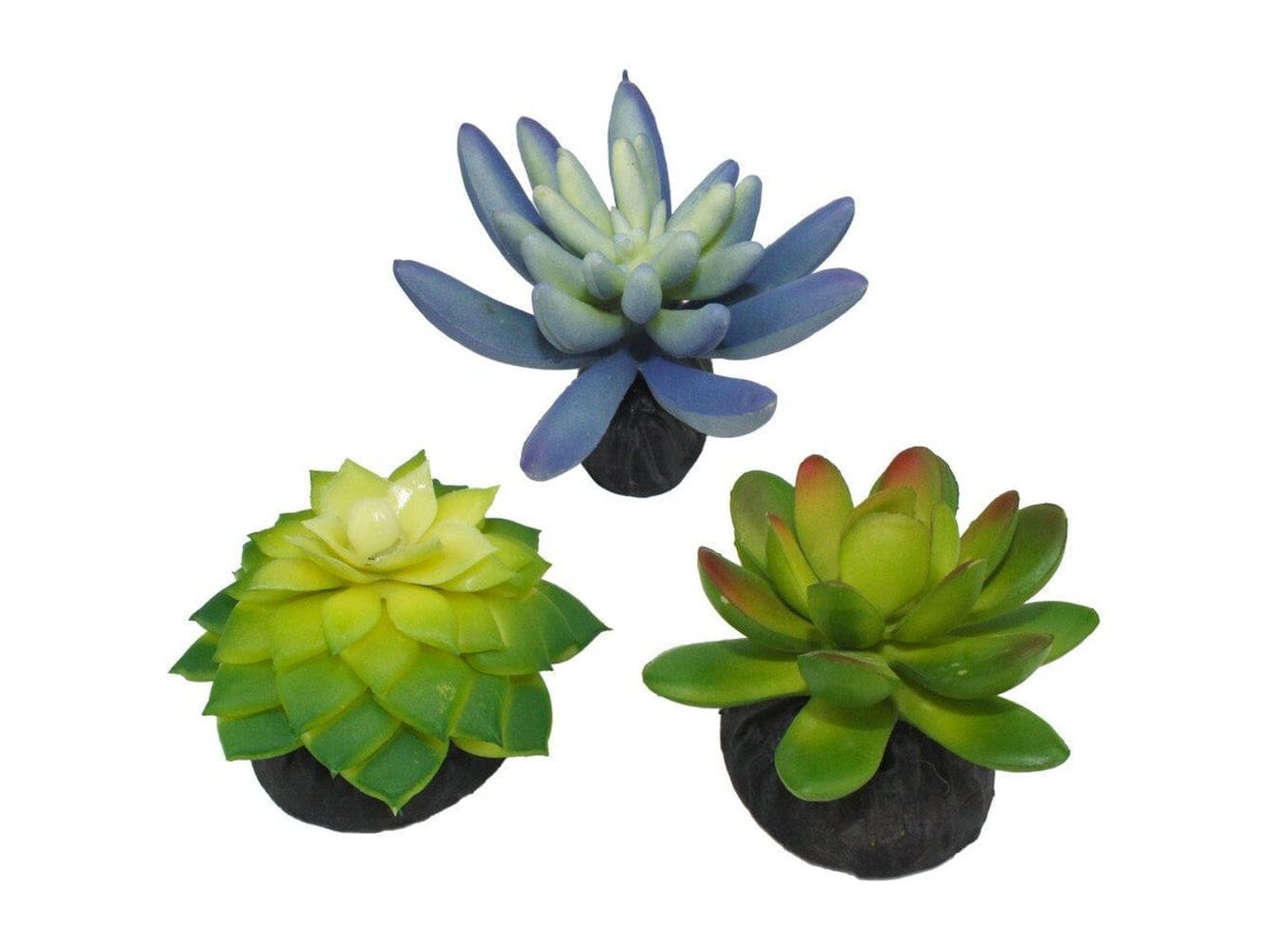 Komodo Desert Succulent Plant Blue & Green, 1ea/3 pk Komodo