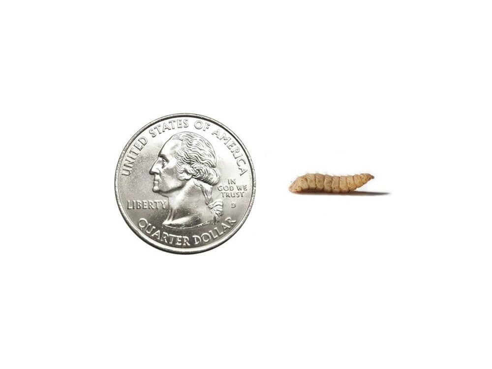 Large Soldier Fly Larvae nutrigrubs DubiaRoaches.com