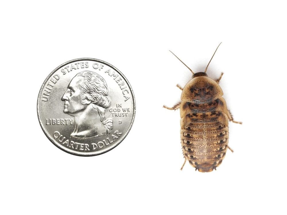 Large 1" Dubia dubia roaches DubiaRoaches.com