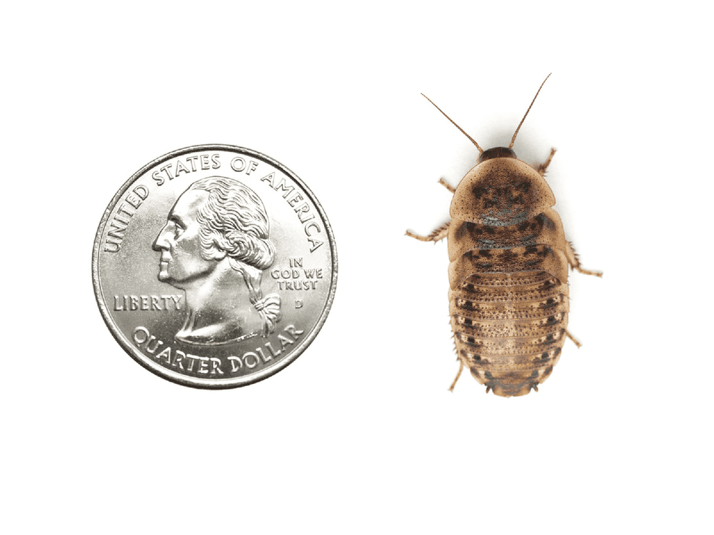 Large 1" Dubia FREE SHIPPING dubia roaches DubiaRoaches.com