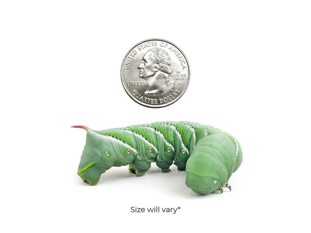 Hornworms Reptile & Amphibian Food Dubia.com Large 6ct