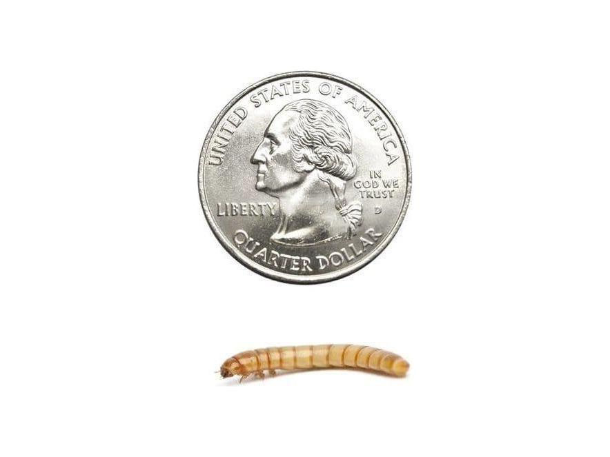 Mealworms mealworms DubiaRoaches.com Large 50