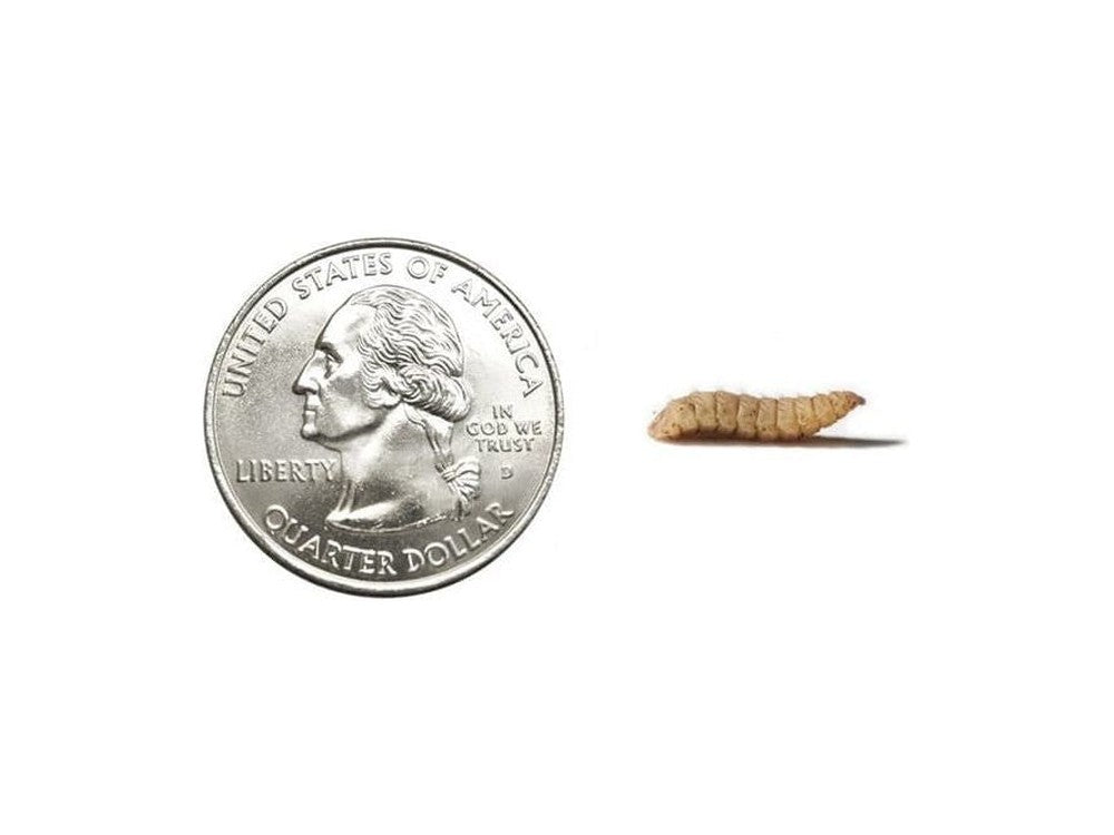 CalciGrubsâ?¢ nutrigrubs DubiaRoaches.com Large 5000
