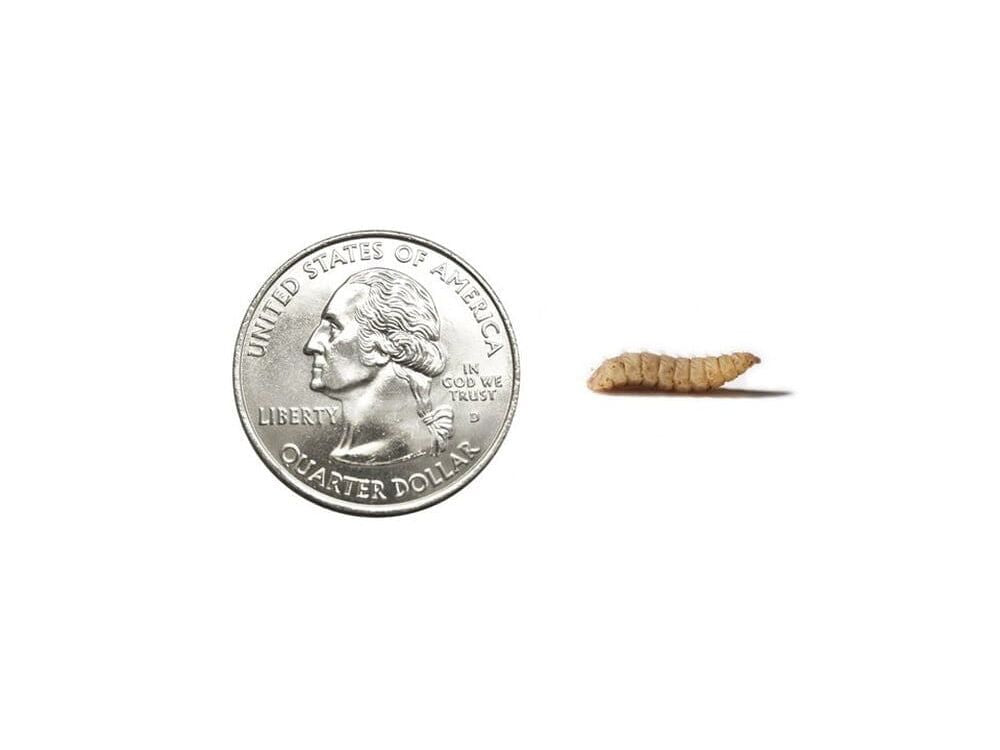 Large NutriGrubsâ?¢