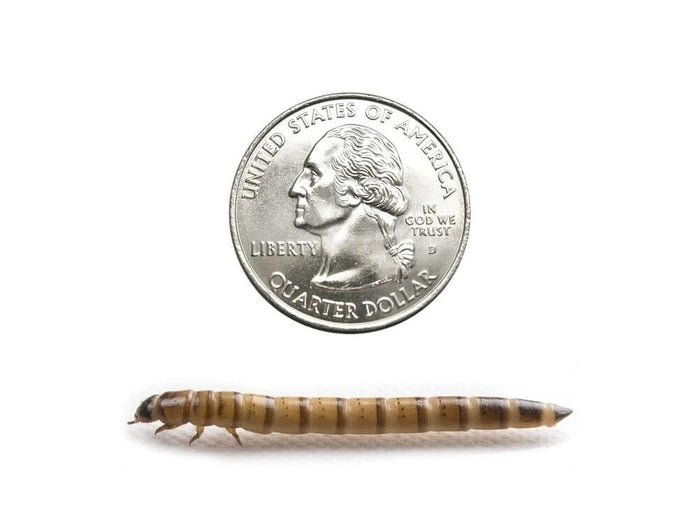 Large Superworms for Reptiles & Amphibians | Nutritious Feeder Insects
