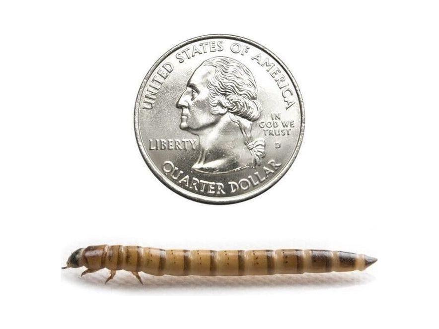 Superworms superworms DubiaRoaches.com Large 1000
