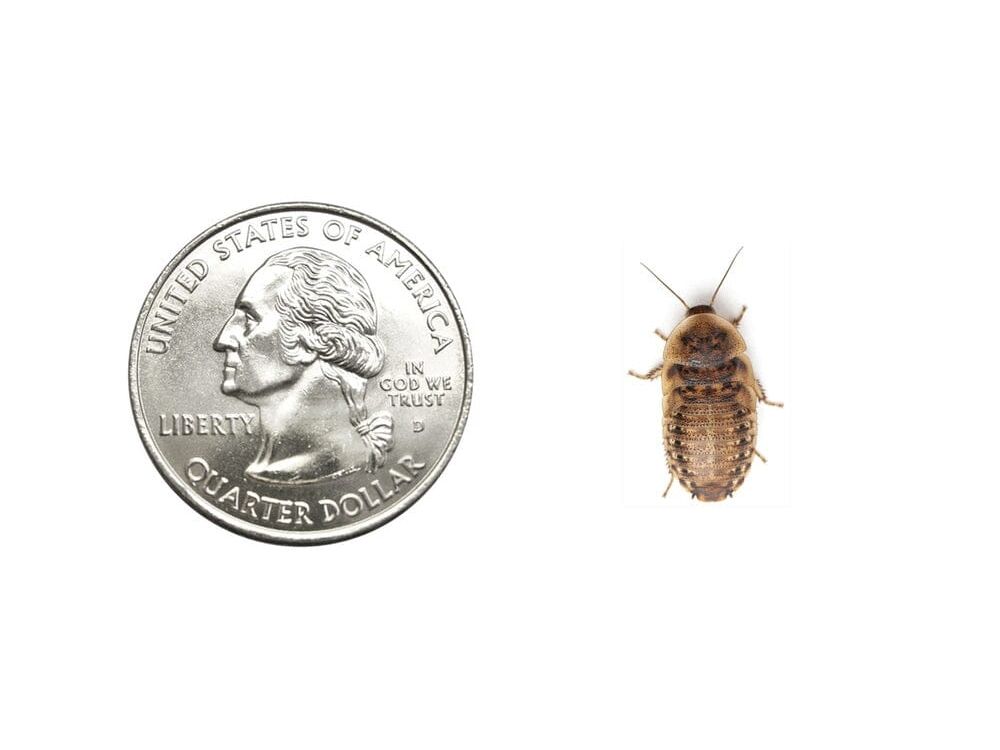 Medium 5/8" Dubia dubia roaches DubiaRoaches.com
