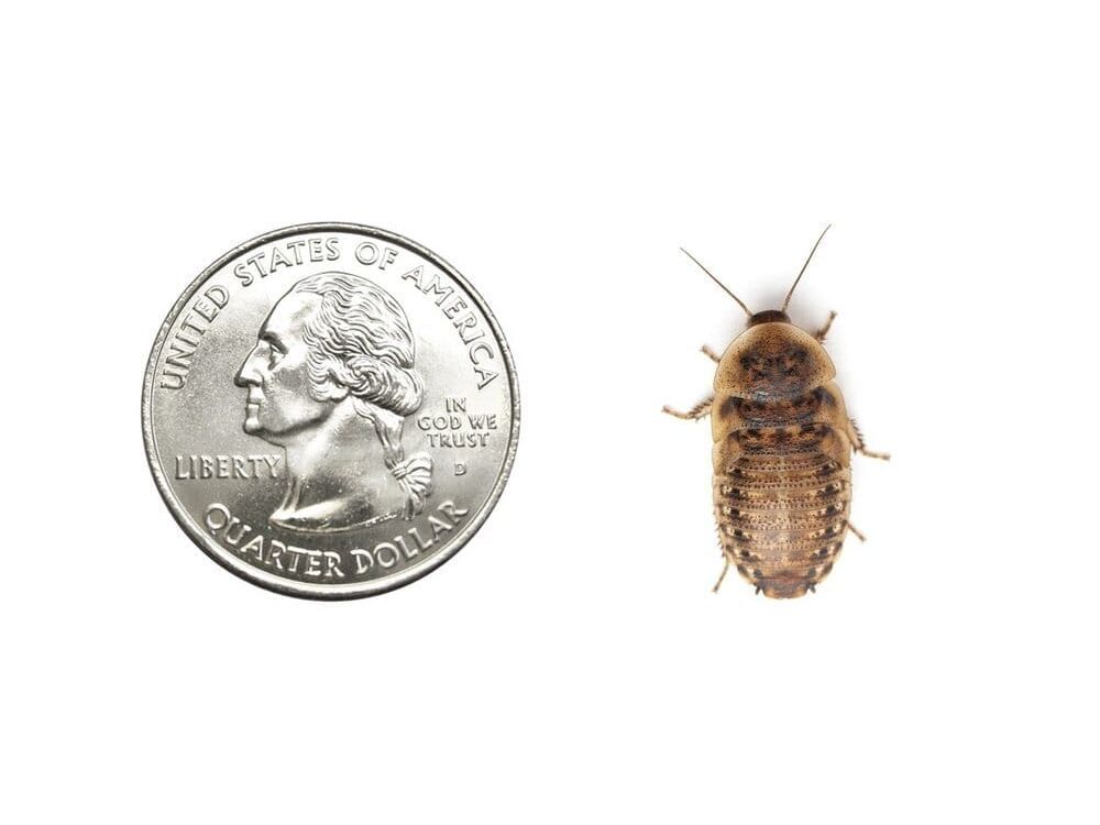 Large 7/8" Dubia dubia roaches DubiaRoaches.com