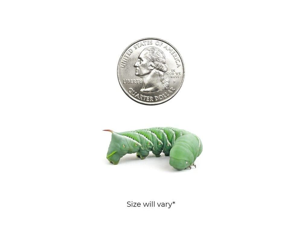 Hornworms Reptile & Amphibian Food Dubia.com Medium 12ct