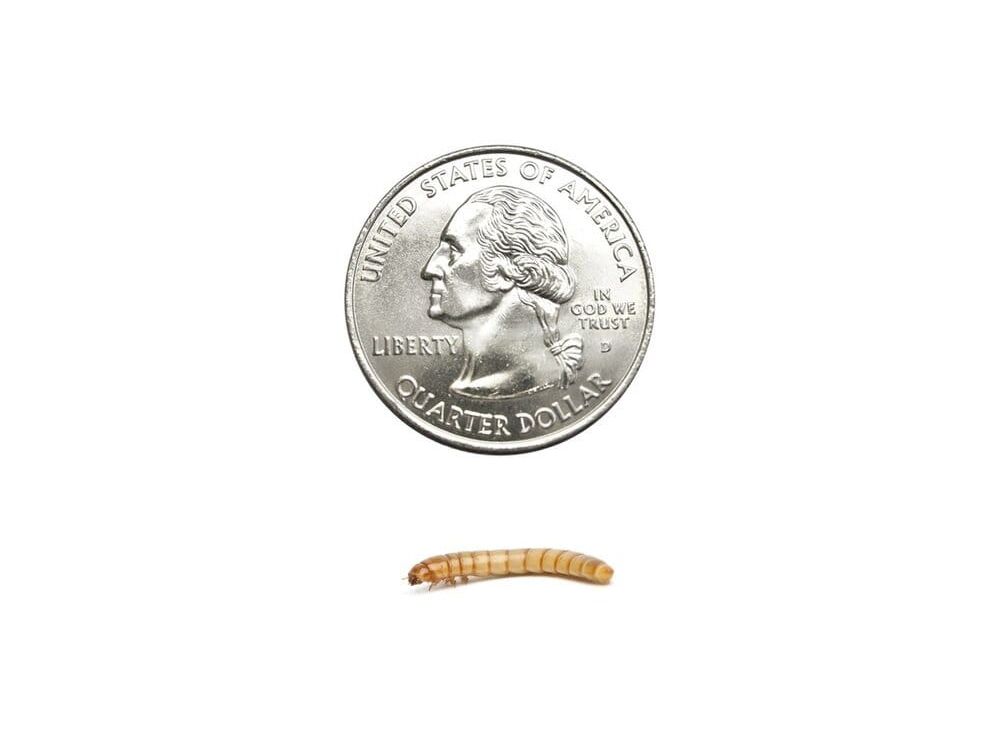 Mealworms mealworms DubiaRoaches.com Medium 100