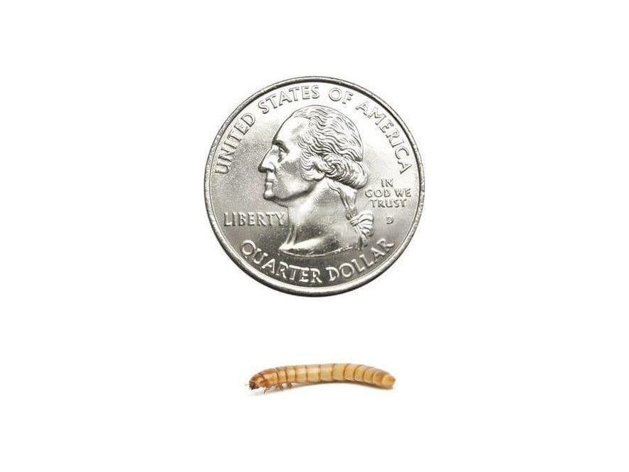 Mealworms mealworms DubiaRoaches.com Medium 100