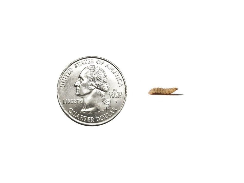 Medium CalciGrubsâ?¢ nutrigrubs DubiaRoaches.com