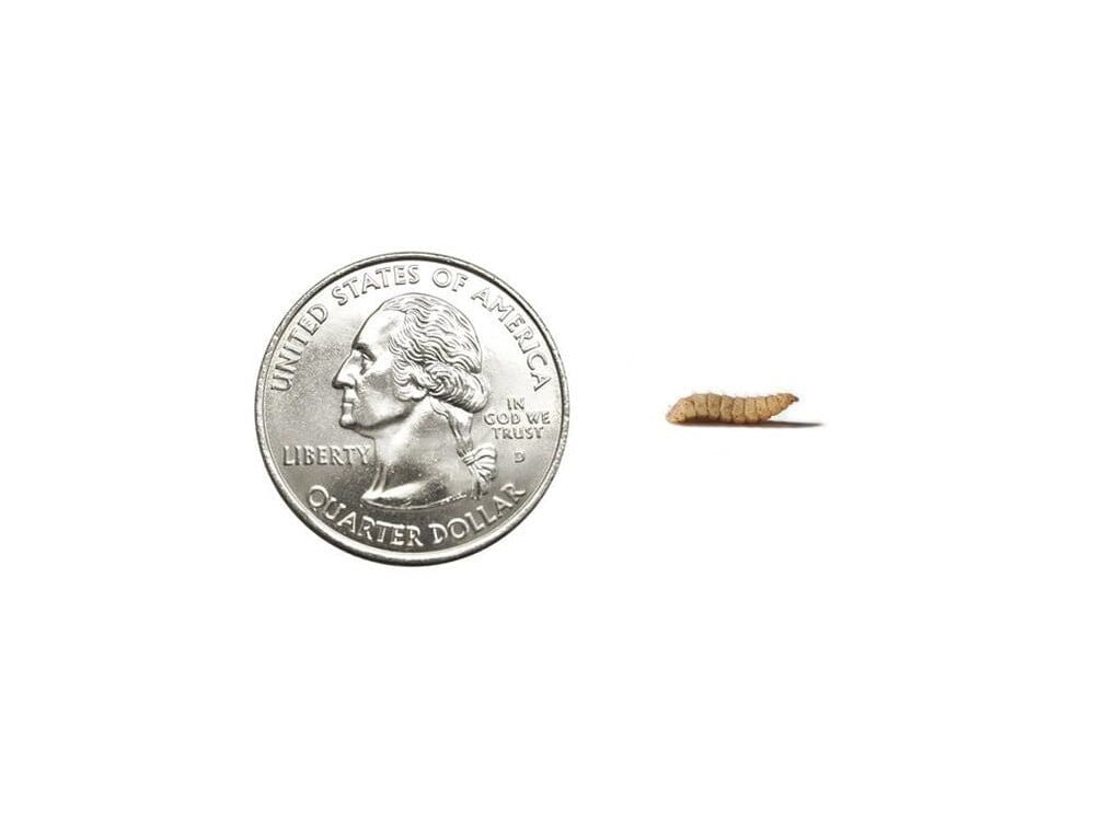 Medium NutriGrubsâ?¢ FREE SHIPPING nutrigrubs DubiaRoaches.com