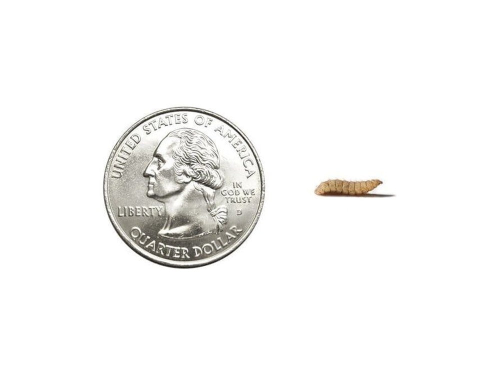 CalciGrubsâ?¢ nutrigrubs DubiaRoaches.com