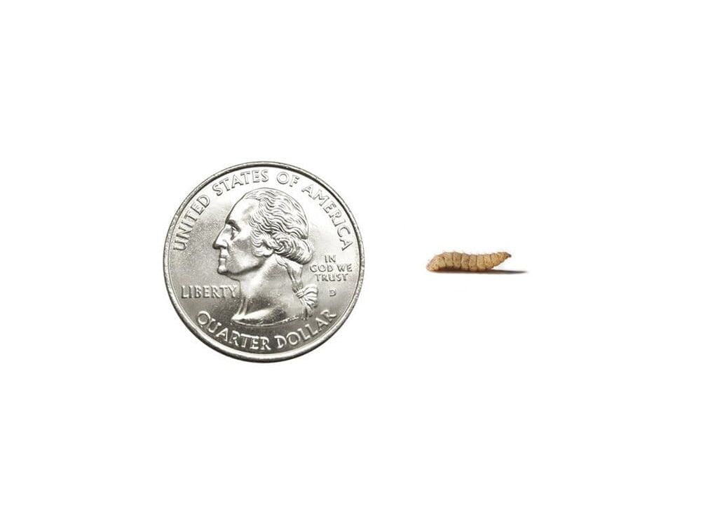 NutriGrubsâ?¢ nutrigrubs DubiaRoaches.com Medium 500